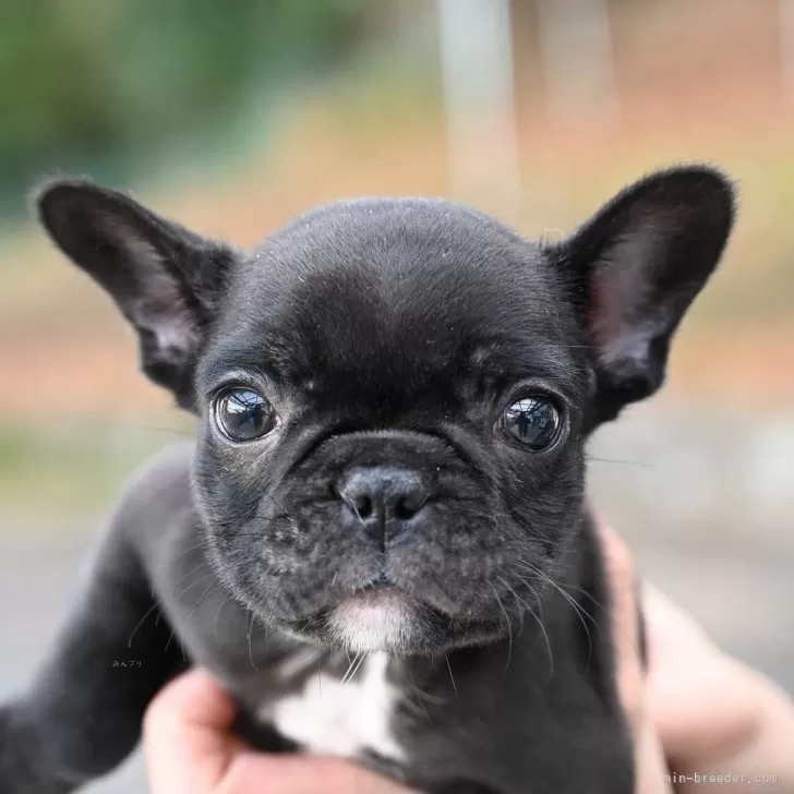 ID:2312-03247の子犬