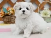 マルチーズ【広島県・男の子・2024年4月16日・ホワイト】の写真2
