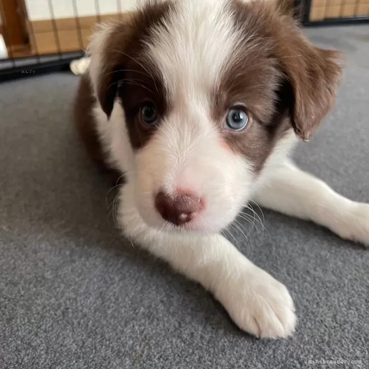 ID：2408-03726の子犬