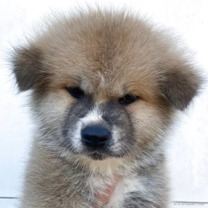 ID:2508-01264の子犬
