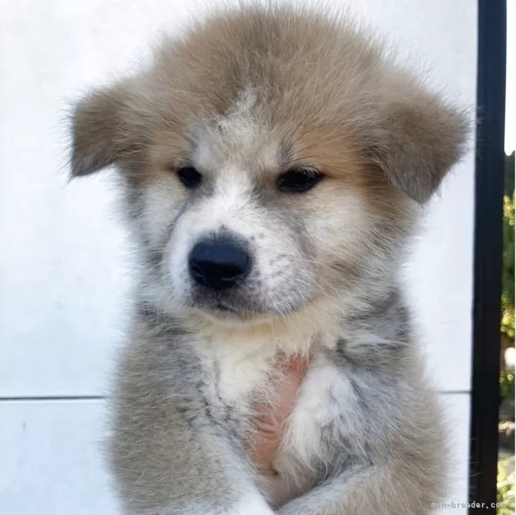 ID：2508-01274の子犬