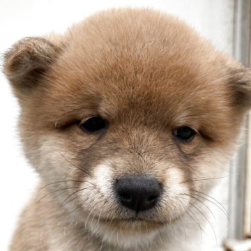 柴犬(豆柴)【熊本県・女の子・2025年3月10日・赤】の写真「優しい顔立ちの女の子です。」