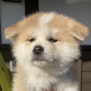 秋田犬【熊本県・女の子・2025年1月1日・赤】の写真「人懐っこい女の子です。」