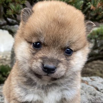 柴犬(豆柴)【熊本県・女の子・2024年11月10日・赤】の写真「やんちゃな女の子です。」