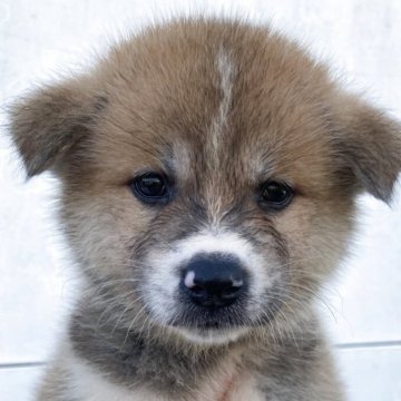 秋田犬【熊本県・女の子・2025年8月25日・赤】の写真「優しい顔立ちの女の子」