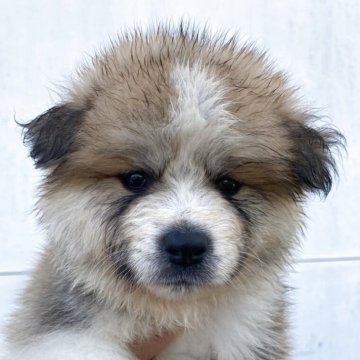 秋田犬【熊本県・男の子・2025年8月25日・赤】の写真「もふもふの男の子」
