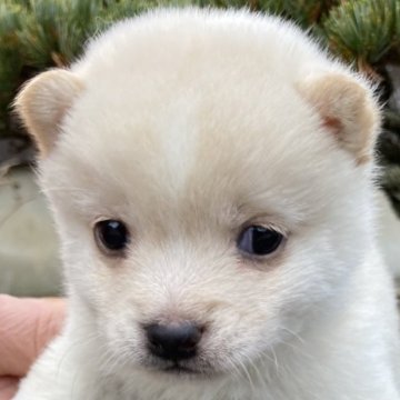 柴犬(豆柴)【熊本県・女の子・2024年11月10日・白】の写真「くりくりお目々が可愛い女の子です。」