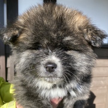 秋田犬【熊本県・男の子・2025年1月1日・虎毛】の写真「長毛タイプの可愛い男の子です。」