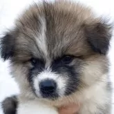 秋田犬