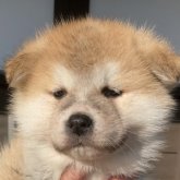 秋田犬