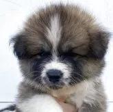 秋田犬