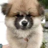 秋田犬