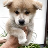 秋田犬
