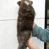 秋田犬【熊本県・男の子・2025年8月25日・トラ毛】の写真3