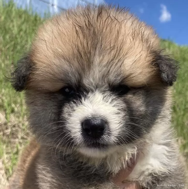 ID：2409-01367の子犬