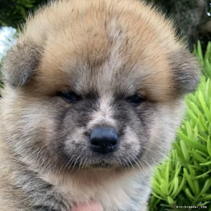 ID:2407-01147の子犬