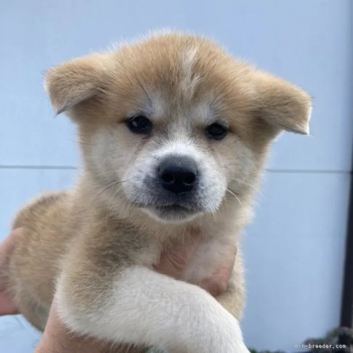 ID:2309-03725の子犬