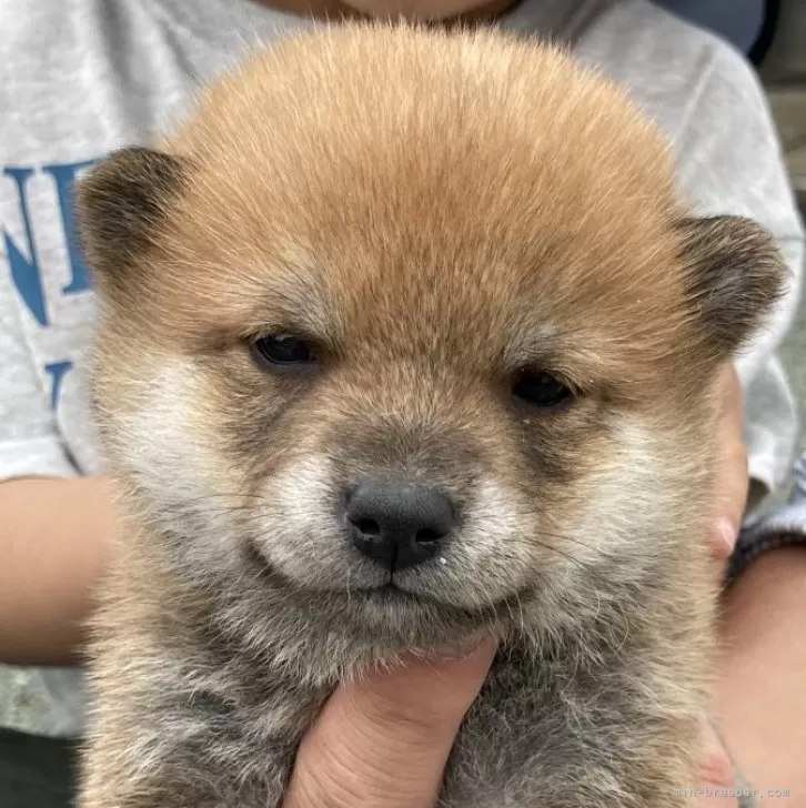 ID：2406-03039の子犬