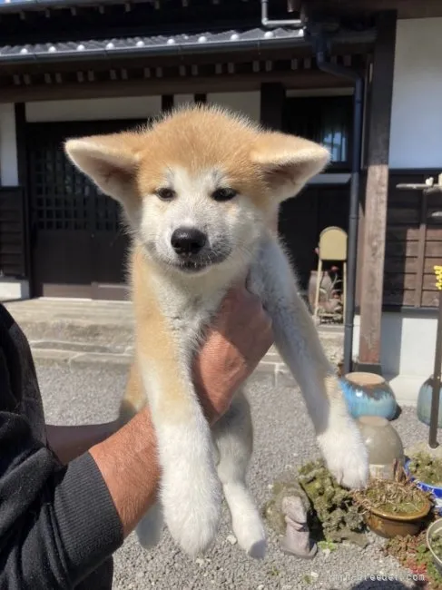 ID：2110-00314の子犬