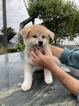 秋田犬【熊本県・女の子・2021年7月15日・赤】の写真「元気で健康的な女の子です。」