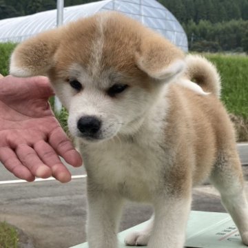 秋田犬【熊本県・女の子・2024年8月6日・赤】の写真「愛嬌たっぷりの女の子です。」