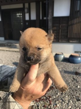 柴犬(豆柴)【熊本県・男の子・2020年9月14日・赤】の写真「丸々した、元気いっぱいの男の子です。。」