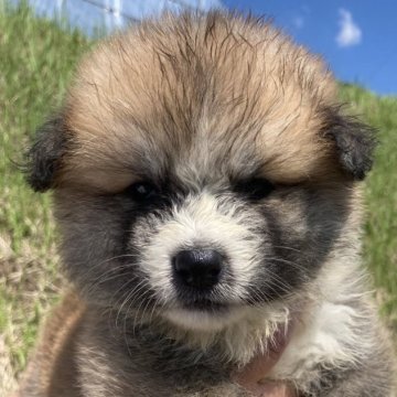 秋田犬【熊本県・男の子・2024年8月6日・赤】の写真「長毛タイプの男の子」