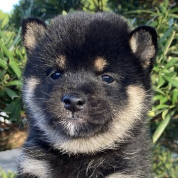 柴犬(豆柴)【熊本県・女の子・2024年9月11日・黒】の写真「つぶらな瞳が可愛い女の子です。」