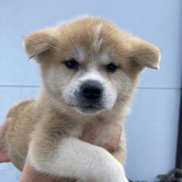 秋田犬【熊本県・女の子・2023年8月6日・赤】の写真「お茶目な女の子❣️」