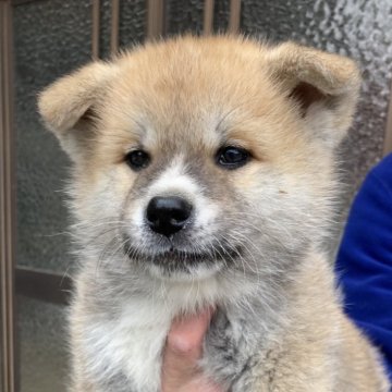 秋田犬【熊本県・女の子・2023年11月20日・赤】の写真「甘えん坊さんの女の子！」