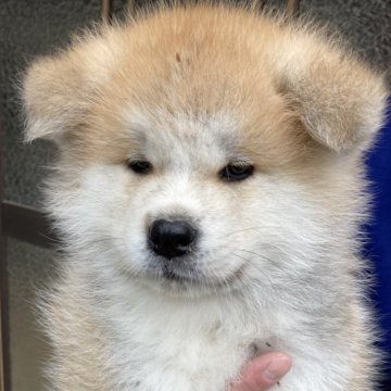 秋田犬【熊本県・男の子・2023年11月20日・赤】の写真「やや大きな男の子！」