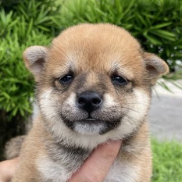 柴犬(豆柴)【熊本県・男の子・2023年6月12日・赤】の写真「キリッとした顔の男の子です。」