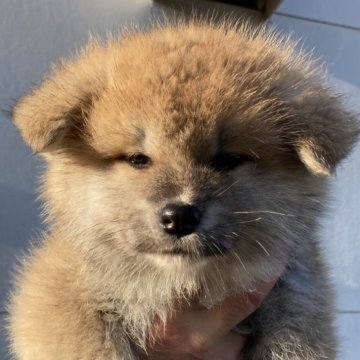 秋田犬【熊本県・女の子・2024年1月8日・赤】の写真「甘えん坊です。」