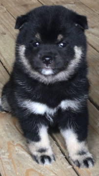 柴犬(標準サイズ)【熊本県・女の子・2020年7月2日・黒豆柴】の写真「やんちゃで甘えん坊の女の子です。」