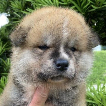 秋田犬【熊本県・男の子・2024年6月4日・赤】の写真「しっかりした男の子です。」