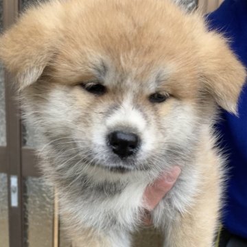 秋田犬【熊本県・女の子・2023年11月20日・赤】の写真「小柄な女の子」