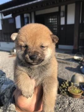 柴犬(標準サイズ)【熊本県・男の子・2020年9月14日・赤】の写真「元気いっぱいな男の子です。」