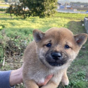 柴犬(豆柴)【熊本県・男の子・2022年9月8日・赤】の写真「つぶらな瞳がとても可愛い男の子」