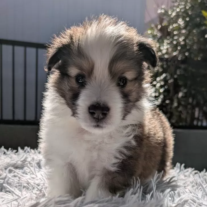 ID:2503-04153の子犬
