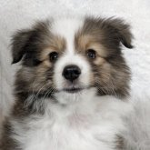 シェットランドシープドッグ