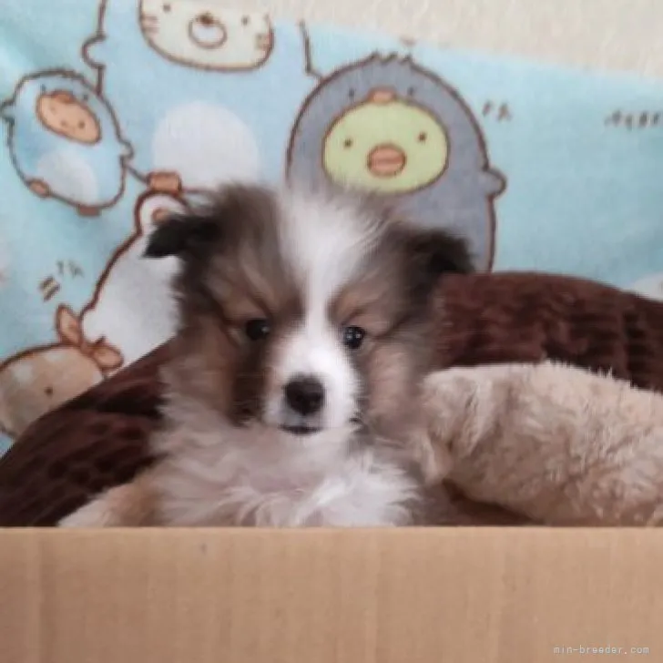 ID：2304-00558の子犬