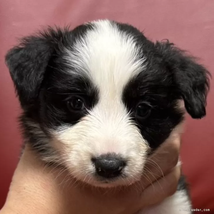 ID：2412-00015の子犬