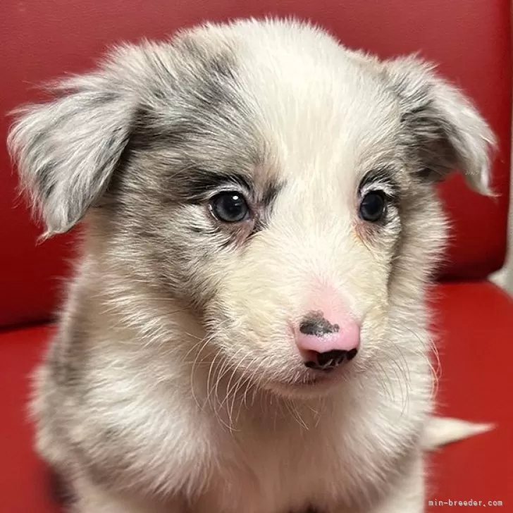 ID：2411-01969の子犬