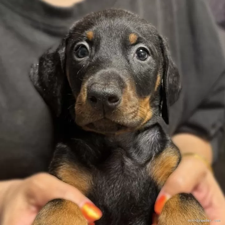 ID：2505-01065の子犬