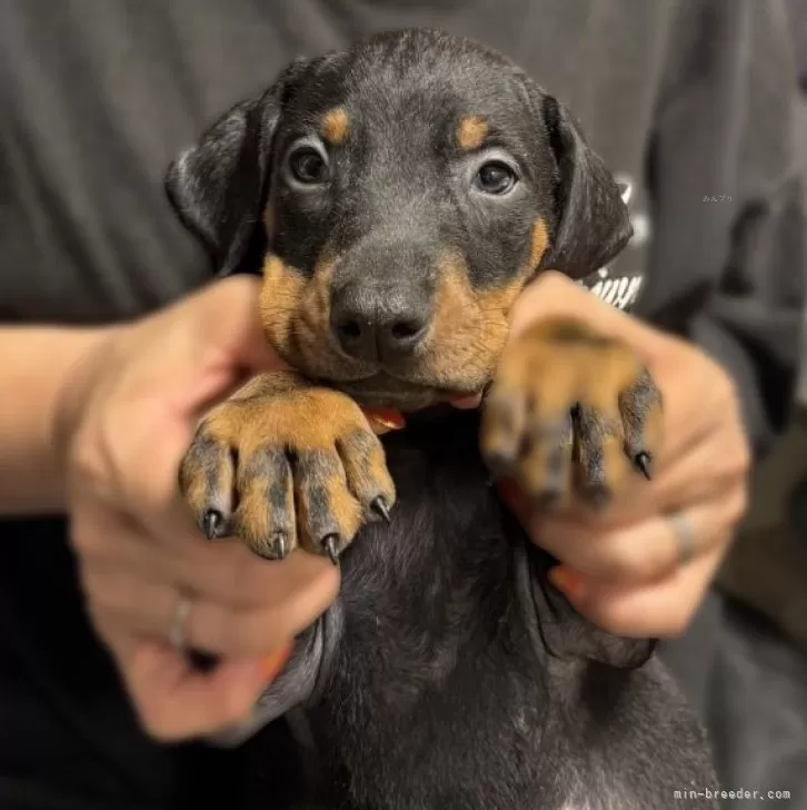 ID：2505-01074の子犬