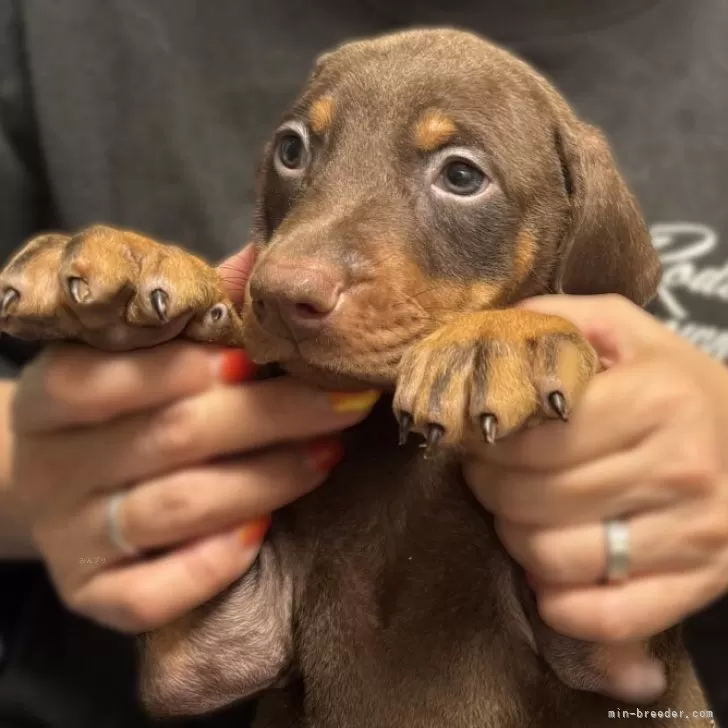 ID：2505-01069の子犬