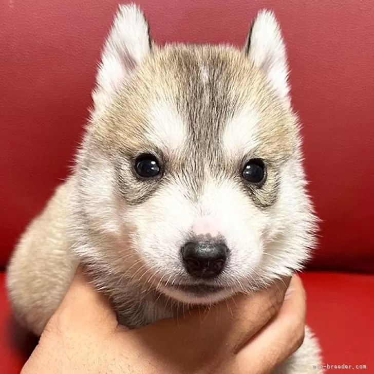 むうと姉ちゃん 様のお迎えした子犬