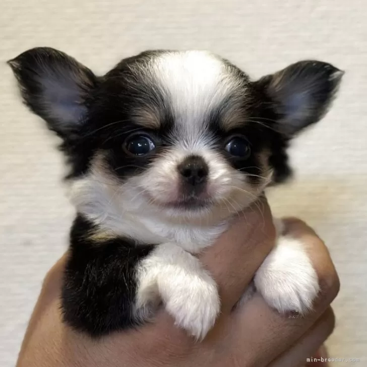 ID：2508-05206の子犬