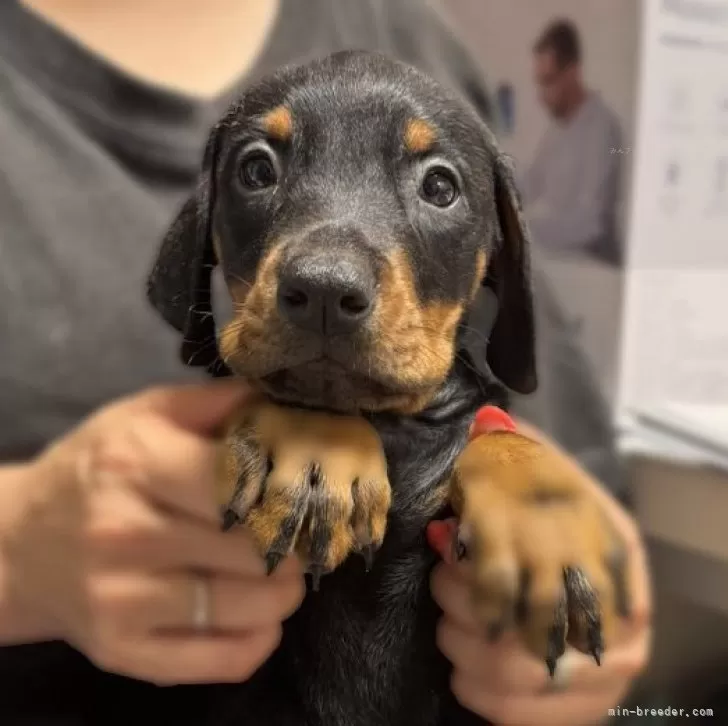 ID:2505-01063の子犬