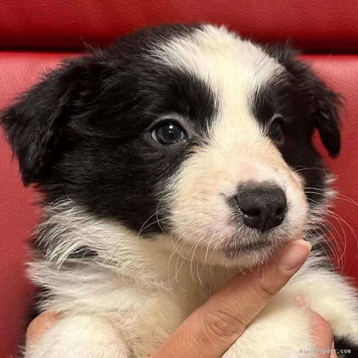 ID：2412-00021の子犬